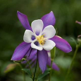 Aquil�gia 'Blue Star'